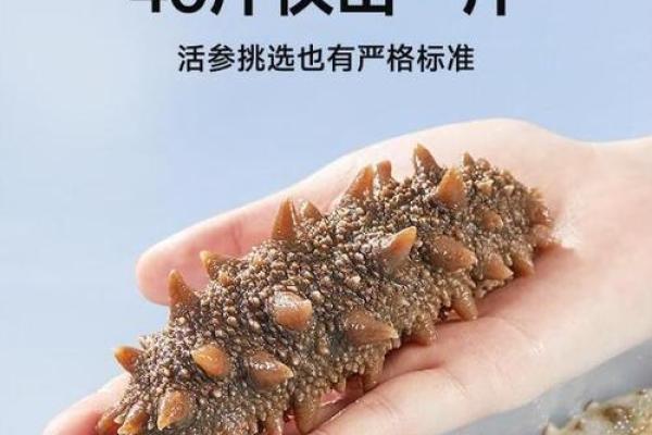 海参名字大全:探索不同海参的种类与特点 海参名字大全:探索不同海参的种类与特点