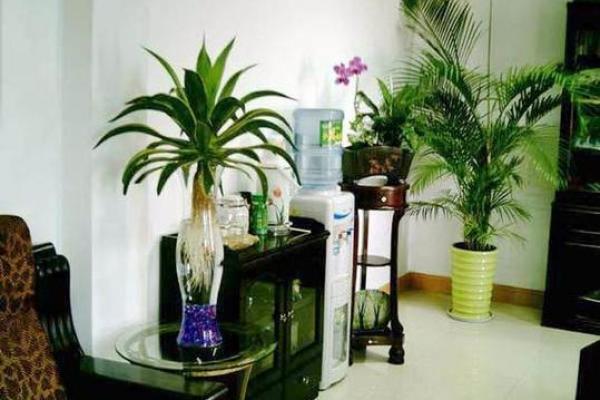 办公室风水中的植物摆放禁忌与技巧 办公室风水中的植物摆放禁忌与技巧