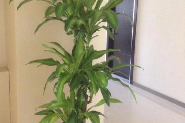 办公室风水中的植物摆放禁忌与技巧 办公室风水中的植物摆放禁忌与技巧