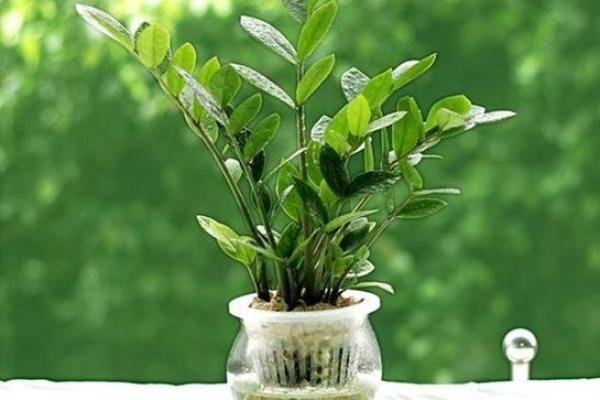 办公室植物摆放风水指南 提升职场运势的五大秘笈 办公室植物摆放风水指南 提升职场运势的五大秘笈