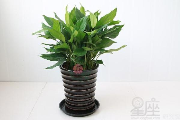 办公室植物摆放风水指南 提升职场运势的五大秘笈 办公室植物摆放风水指南 提升职场运势的五大秘笈