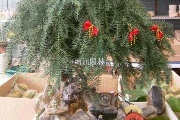 澳洲杉在家居风水中的象征意义与摆放建议 澳洲杉在家居风水中的象征意义与摆放建议