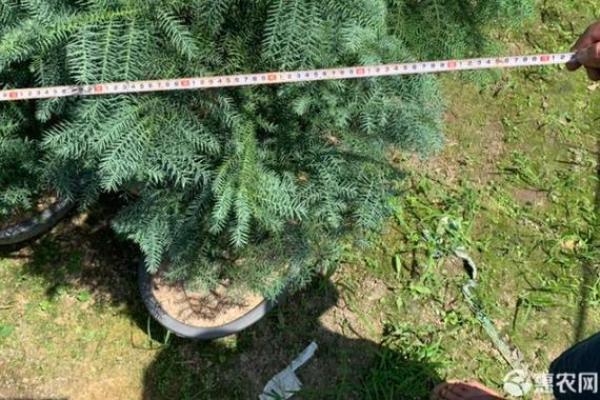 澳洲杉在家居风水中的象征意义与摆放建议 澳洲杉在家居风水中的象征意义与摆放建议