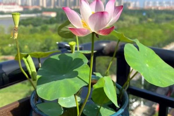在家中摆放睡莲让风水更旺气 在家中摆放睡莲让风水更旺气
