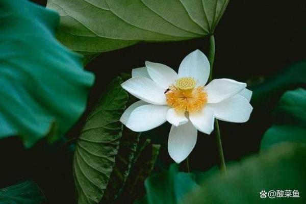 莲花命名的寓意与象征:超越花卉的文化象征 莲花命名的寓意与象征:超越花卉的文化象征