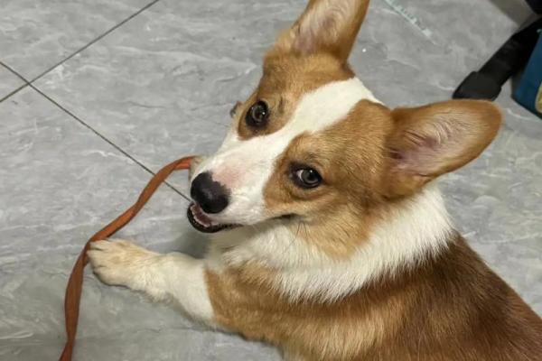 给狗狗起名字时需要考虑的五个重要因素 给狗狗起名字时需要考虑的五个重要因素