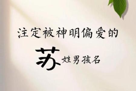 苏姓宝宝起名大全，打造独特个性名字