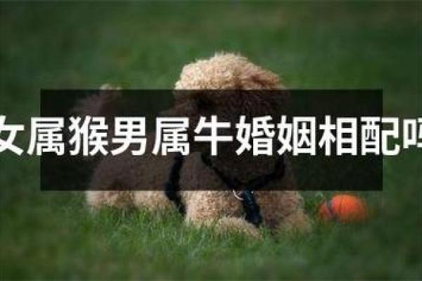 女猴与男羊婚姻能走多远?分析彼此相配的关键因素 女猴与男羊婚姻能走多远?分析彼此相配的关键因素