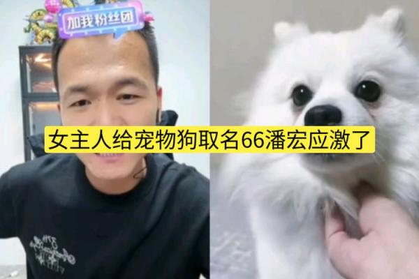 狗狗名字背后的文化与历史意义 狗狗名字背后的文化与历史意义