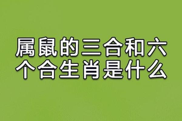 鼠与龙的相配解析:性格与命运的碰撞 鼠与龙的相配解析:性格与命运的碰撞