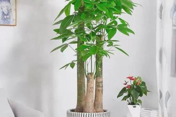正确使用财位风水罗盘图片助力财运旺盛 正确使用财位风水罗盘图片助力财运旺盛