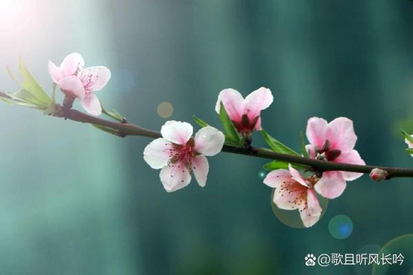 女性桃花运:如何提升自己的吸引力与魅力 女性桃花运:如何提升自己的吸引力与魅力