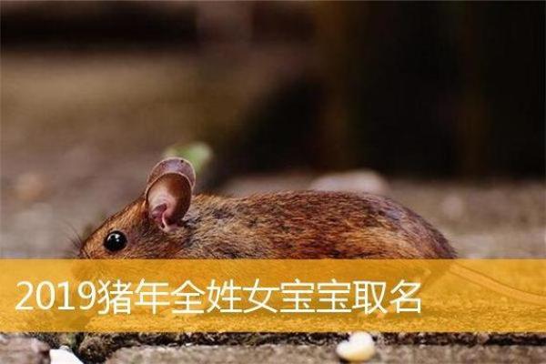 免费猪宝宝名字大全:精选现代与传统相结合的名字方案 免费猪宝宝名字大全:精选现代与传统相结合的名字方案