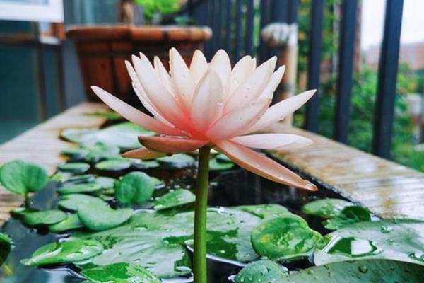 运用睡莲家居风水 让生活更有阳光气息 运用睡莲家居风水 让生活更有阳光气息