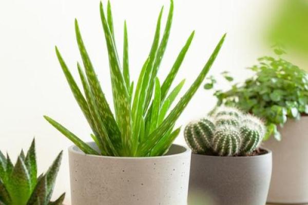 办公室植物风水:提升运势的绿色秘诀 办公室植物风水:提升运势的绿色秘诀