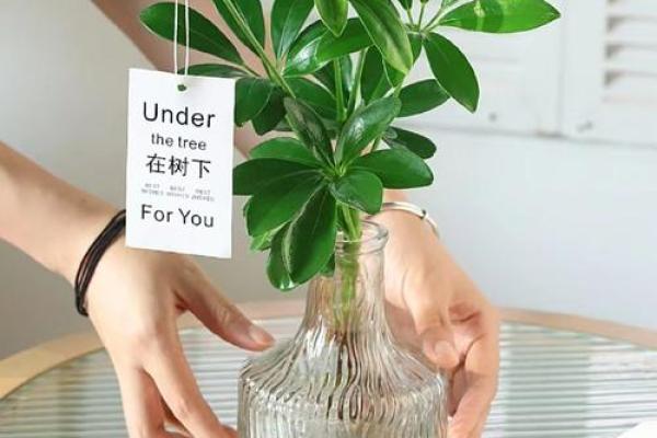 办公室植物风水:提升运势的绿色秘诀 办公室植物风水:提升运势的绿色秘诀