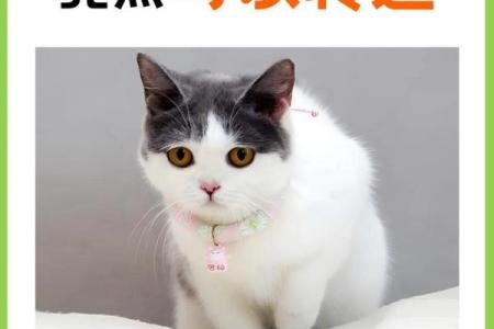 选择可爱猫名字的创意灵感与推荐