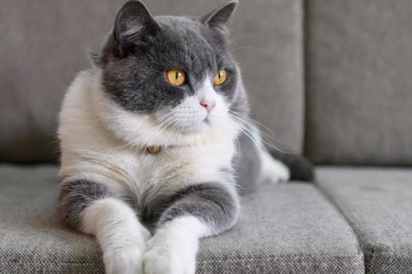 探讨虎猴配对:性格差异与相互补充的可能性 探讨虎猴配对:性格差异与相互补充的可能性