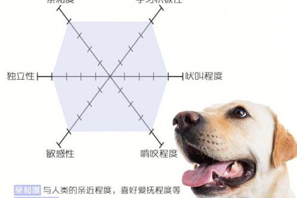 给狗狗起名字的创意方法:从性格到外貌 给狗狗起名字的创意方法:从性格到外貌