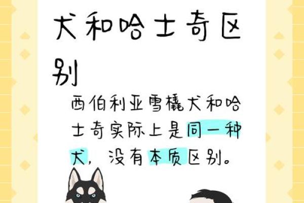 给狗狗起名字的创意方法:从性格到外貌 给狗狗起名字的创意方法:从性格到外貌