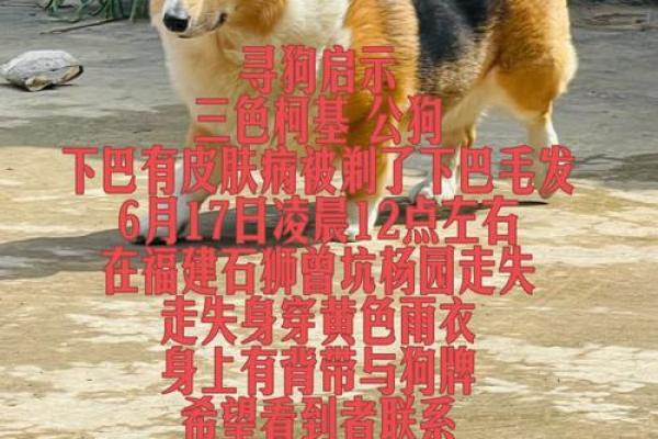 为狗狗起名字的创意方法,提升你的命名灵感 为狗狗起名字的创意方法,提升你的命名灵感