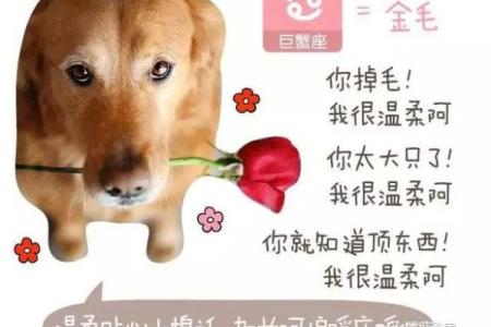属狗女与属牛男的婚姻匹配度如何