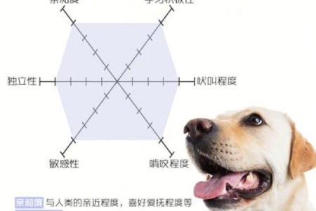 给狗狗起名字的创意方法：从性格到外貌
