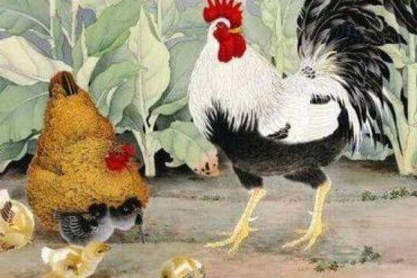 鸡运势详解及应对策略 鸡运势详解及应对策略