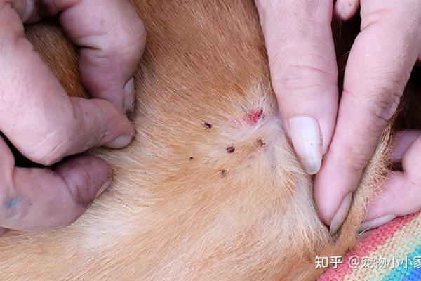 给狗狗起名字的十大常见错误,避免让宠物困扰 给狗狗起名字的十大常见错误,避免让宠物困扰