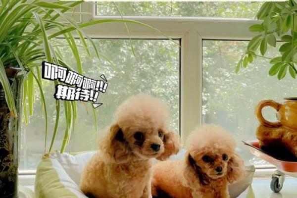 给狗狗起名字的十大常见错误,避免让宠物困扰 给狗狗起名字的十大常见错误,避免让宠物困扰