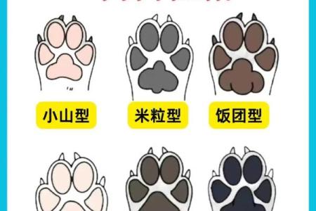 女狗男牛婚姻是否和谐？性格差异与互补性探讨