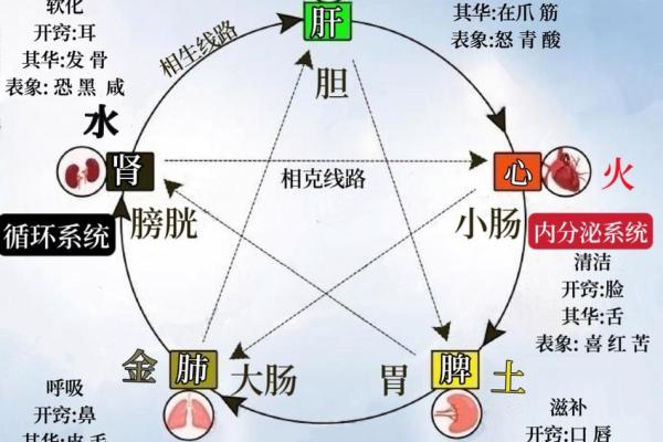 肝在五行中代表什么元素与其对应的关系分析 肝在五行中代表什么元素与其对应的关系分析