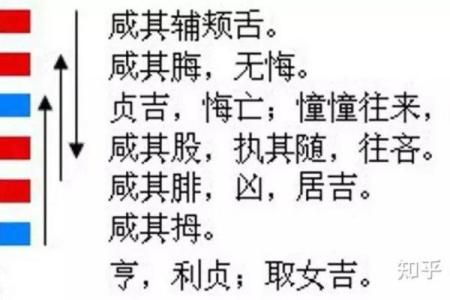 属马人的五行命理解析及其运势影响