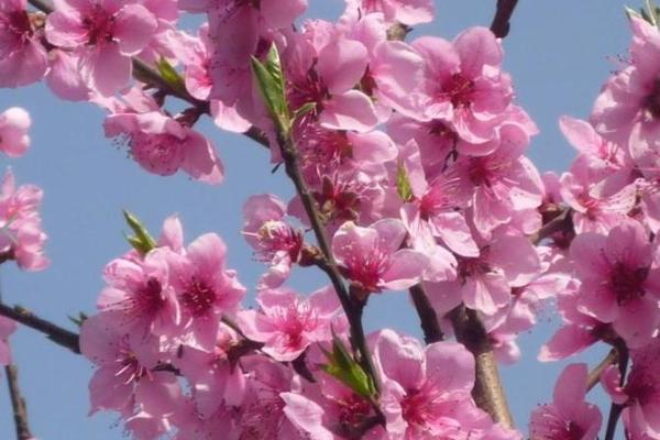 女性桃花运与个人魅力的关系 女性桃花运与个人魅力的关系