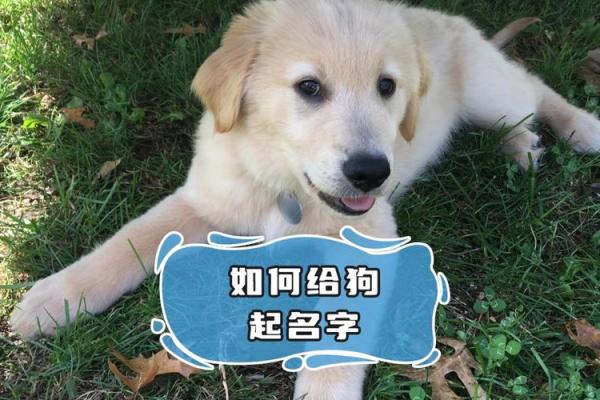 狗狗起名字的小技巧,打造专属你的宠物名字 狗狗起名字的小技巧,打造专属你的宠物名字