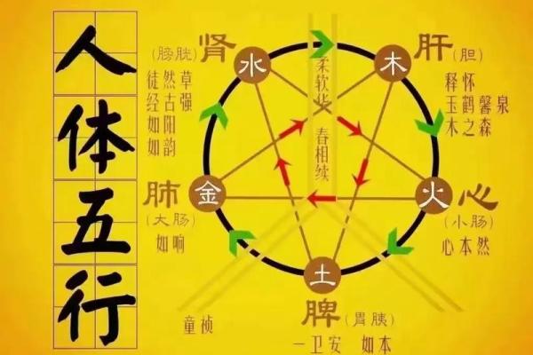男命八字中的五行平衡:对健康与运势的影响 男命八字中的五行平衡:对健康与运势的影响
