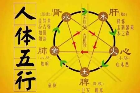 男命八字中的五行平衡：对健康与运势的影响