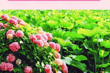八字中的桃花运与择偶的五大关键因素