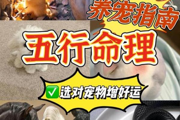 南字五行属性解析及其在命理中的重要性 南字五行属性解析及其在命理中的重要性