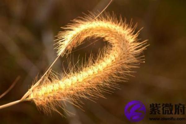 了解钗钏金命在命理中的重要性 了解钗钏金命在命理中的重要性