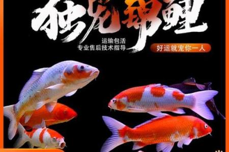 办公环境中水元素与鱼的风水效益探讨