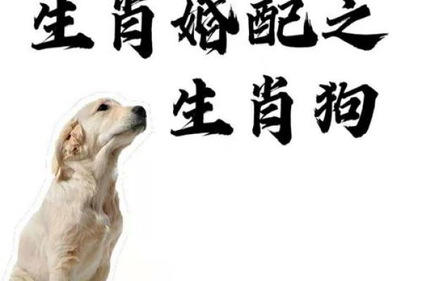 生肖兔女与生肖狗男的婚姻能否长久 生肖兔女与生肖狗男的婚姻能否长久
