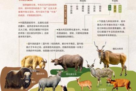 从星座角度看女牛男羊婚姻的契合度