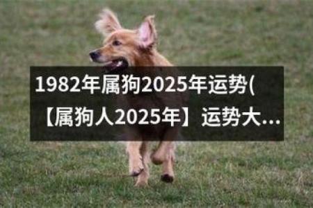 属狗的运势详尽月度解析