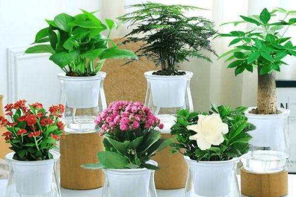 室内办公空间植物风水选择指南 室内办公空间植物风水选择指南
