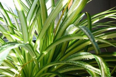 室内办公空间植物风水选择指南