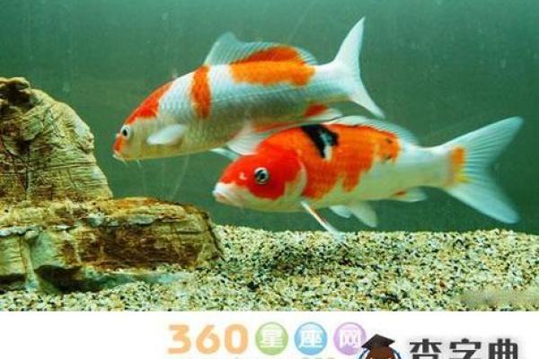 风水鱼摆放位置与运势的关系解析 风水鱼摆放位置与运势的关系解析