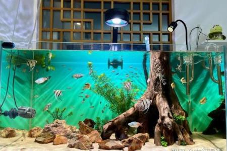 提升家居风水 让镇宅之力守护您的家庭安全与和谐