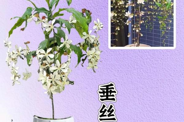 办公室养花的风水秘诀与选择建议 办公室养花的风水秘诀与选择建议