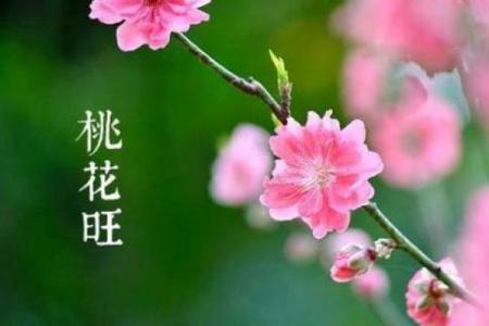 桃花与八字相生相克：情感运势如何走